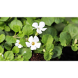 (image for) Bacopa Monnieri Capsules 100mg