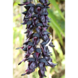 (image for) Body Supplements - Mucuna Pruriens Vega Caps 400mg (125 pieces)