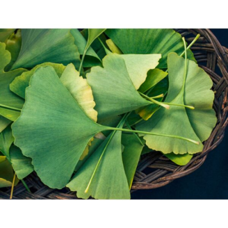 (image for) Gingko Biloba