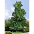 (image for) Gingko Biloba